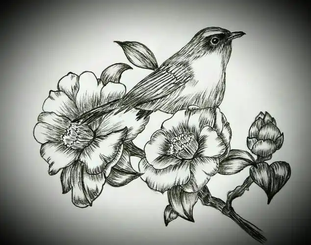 齐巧云初学铅笔画(鸟语花香篇)