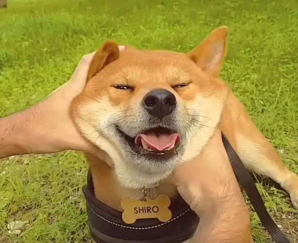 它是汪界的表情帝,真是既蠢萌又暖心!