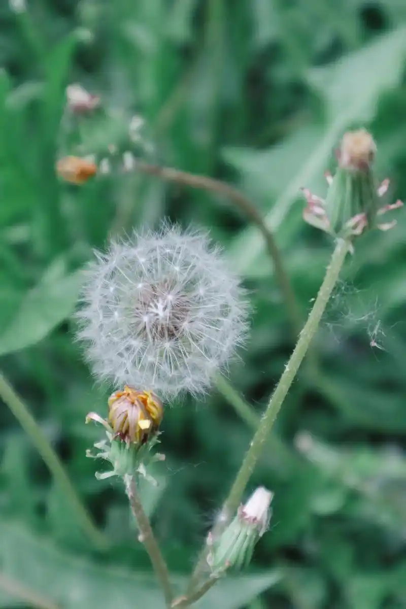 今日是蒲公英#摄影#夏天 #绿色 - 抖音