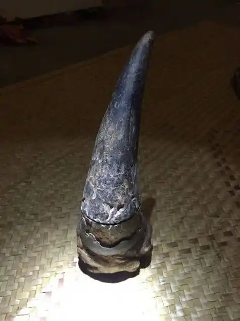 犀牛角简单鉴定方式,谁收犀角