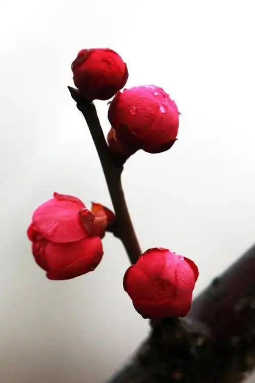 逛口袋公园|金塘红梅园"送你一朵小红花"!_梅花