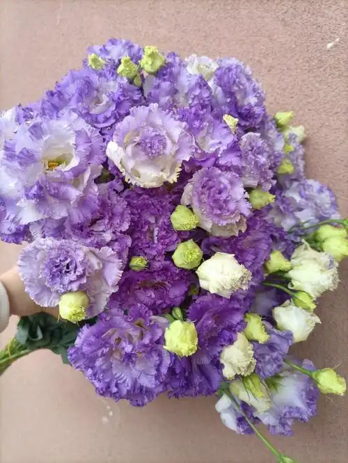 洋桔梗中的贵族——波浪2青紫色