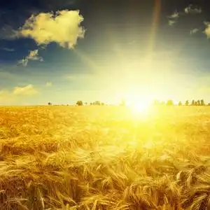 在一片麦田在一片麦田喷洒农药的拖拉机商人穿过一片金色的麦田,向下