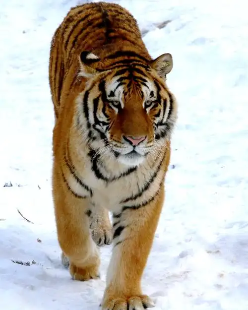 有时老虎就像超萌的大猫,不由得让人心生爱怜,真想伸手摸摸它的圆头圆