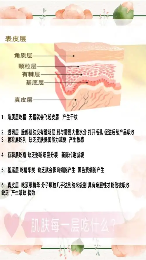 皮肤结构基础知识