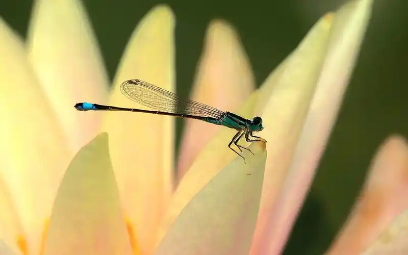 荷叶上的蜻蜓微距高清摄影图片桌面壁纸