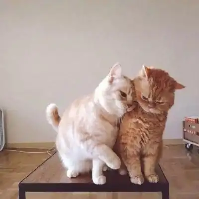 猫咪情侣头像
