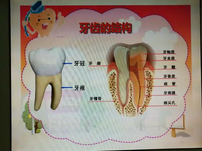 接下来还有牙齿的结构和功能.