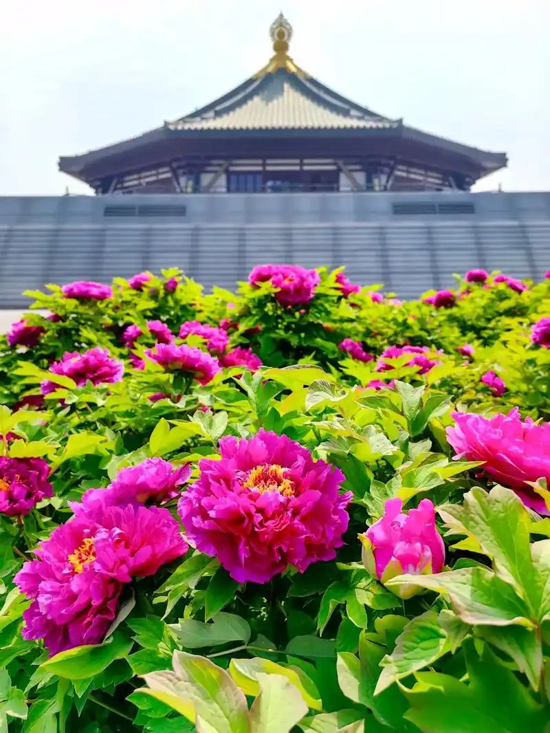 国色天香牡丹花 "洛阳牡丹甲天下",被誉为天下第一