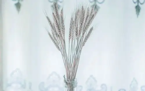 清爽干净白色小清新写真,高清图片,电脑桌面-壁纸族