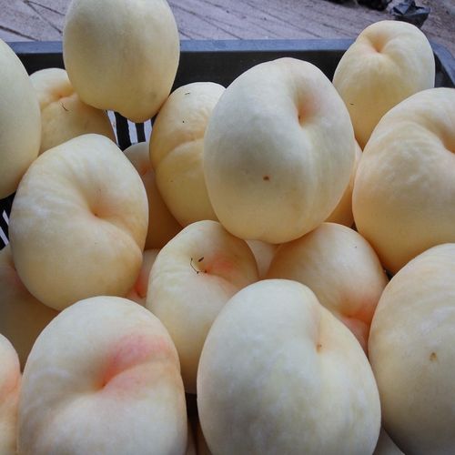 蒙阴白玉沂蒙桃子新鲜水果毛桃白桃现摘现发蜜桃桃