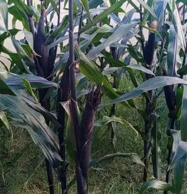 [紫玉米批发]紫玉米价格3.50元/斤 - 一亩田