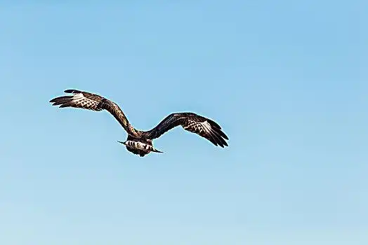 鹰,天空中飞翔的鹰