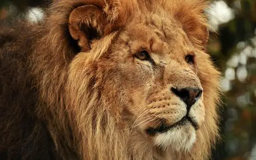 动物- 堆糖,美图壁纸兴趣社区