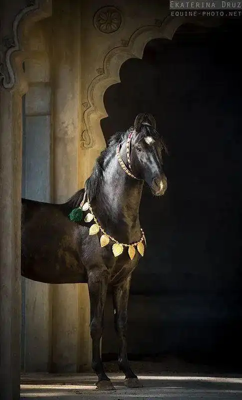 过来看美人连马的首饰都辣么有贵族气息