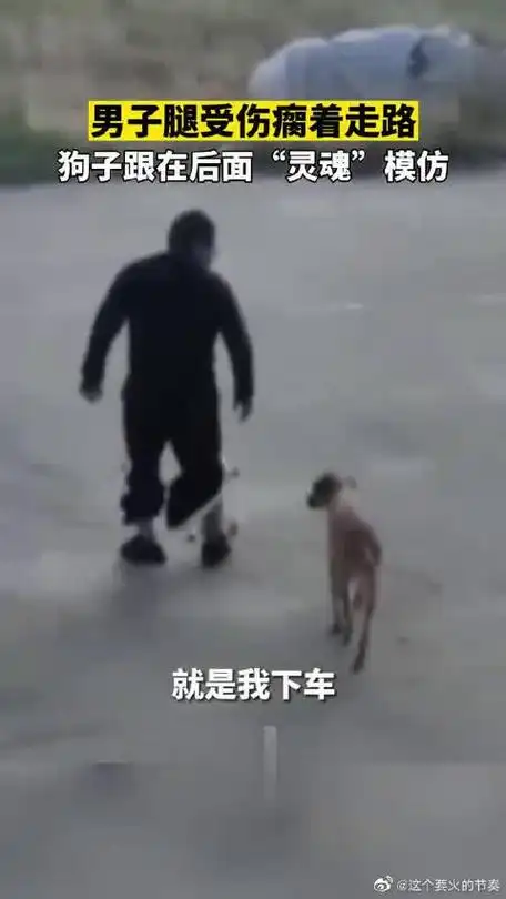 男子出车祸腿受伤,狗子跟在后面模仿,一瘸一拐走路