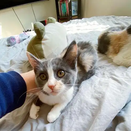 北京领养-自家英短暹罗串