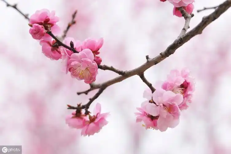 写景美文《桃花灼灼杏花娇》,文笔真美!