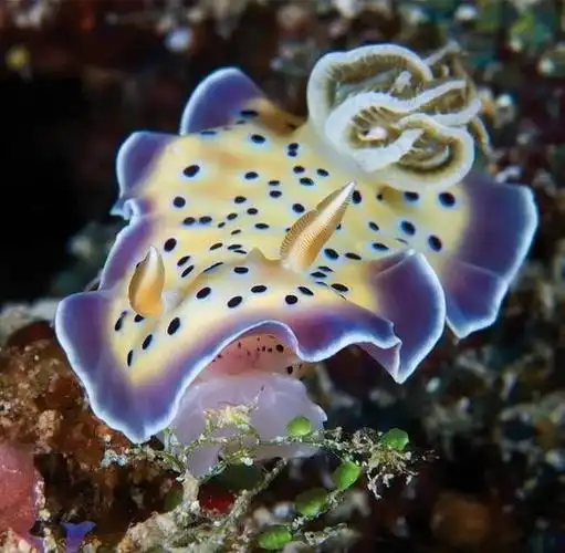 大洋底的来客:盘点那些奇异的海底生物 绝对难得一见