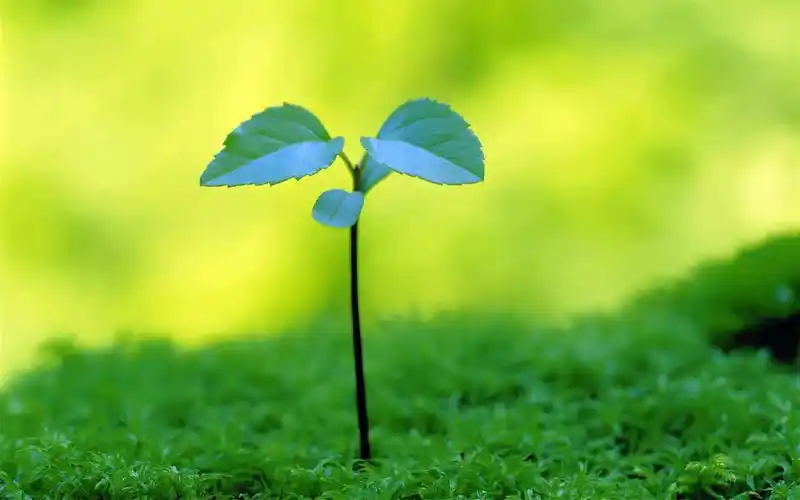 可爱清新护眼绿芽高清桌面壁纸 _ 图片网