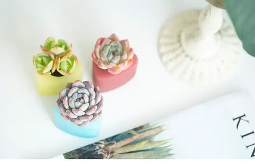 三款ins风家居无土栽培多肉植物-产品摄影