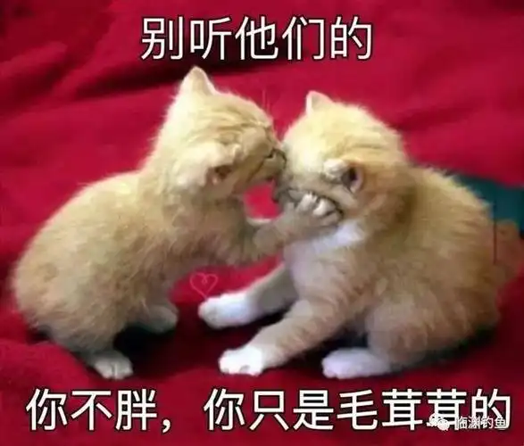 笑掉裤子:2017年最火表情包,最搞笑图片,最没品新闻集锦