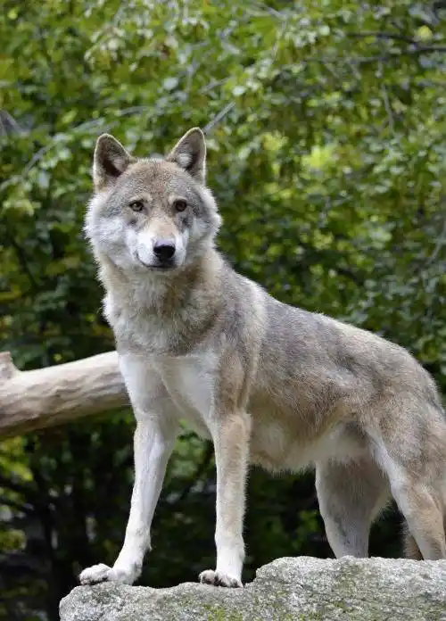原创狼崽病重母狼进村求助一直趴在地上摇尾巴
