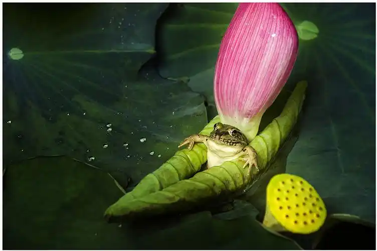 一只青蛙蹲在卷曲的荷叶里,宛如坐船巡视荷塘,画面美感,生动有趣 .
