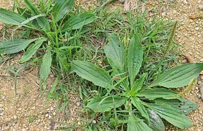 车前草图 车前草图片大全大图 药用价值_三叶汽车