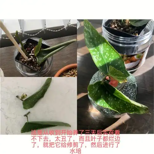 竹节秋海棠砍头水培这发根的速度正常吗