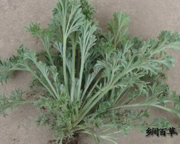 茵陈禁忌-茵陈的功效与作用中用法禁忌