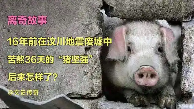 16年前,在汶川地震废墟中苦熬36天的"猪坚强",后来怎样了?