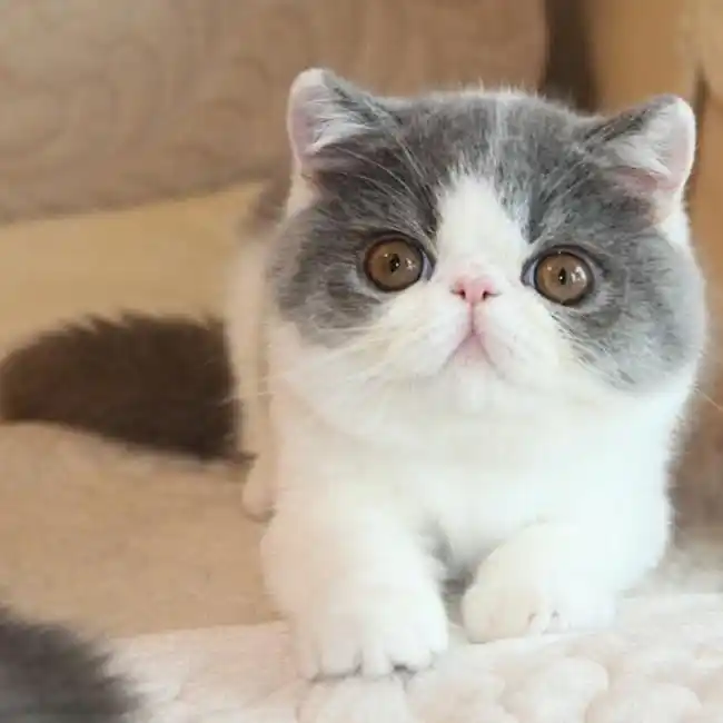 经典蓝白加菲猫正八字脸超漂亮加菲猫异国短毛猫眼鼻一线