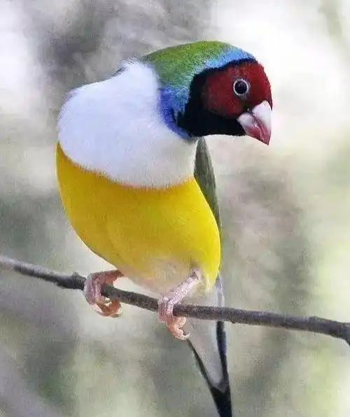 弥足珍贵而素有"鸟中美男子"之称的美丽的七彩文鸟-语录网