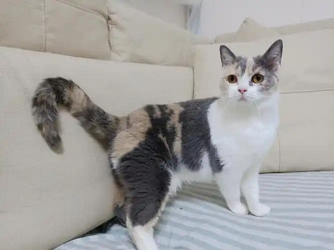 成年三花英短妹妹找新家