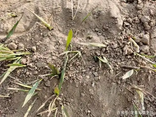 你小时候有没有吃过这种东西——茅刺草?