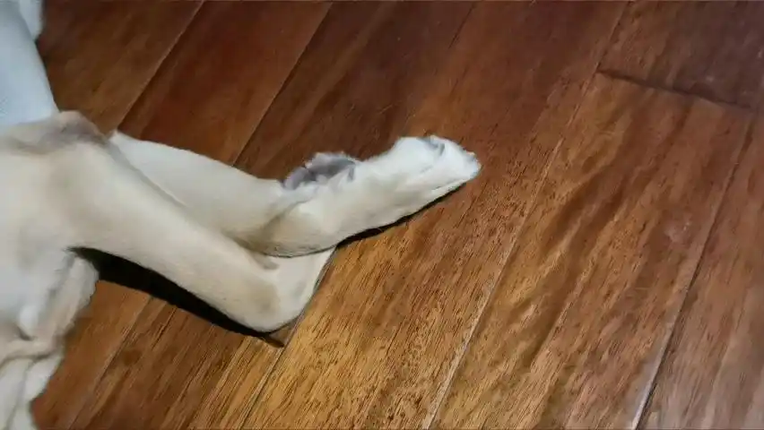 睡觉的时候脚丫子不听使唤了