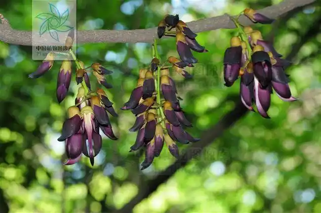 真正的司藤长这样?剧中的人设太真实了!