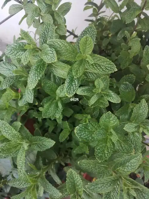这种薄荷是什么品种呀,能吃嘛?家里这种薄荷要泛滥了,要尽快解决