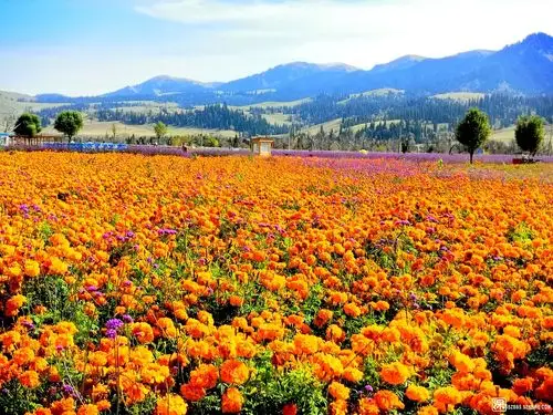 大美中国系列之四新疆花海
