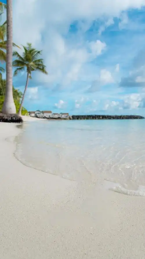 海边椰子树迷人的风光