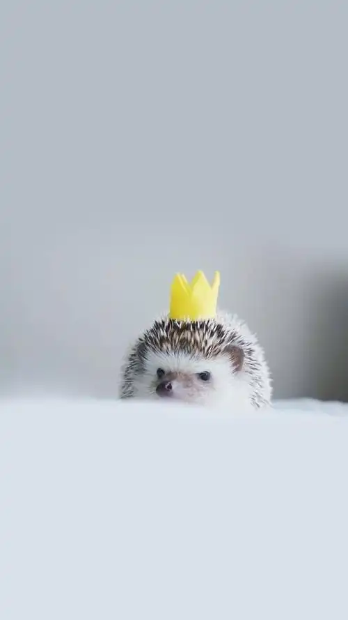 刺猬,可爱动物,萌萌哒,萌宠,手机壁纸呆萌小刺猬