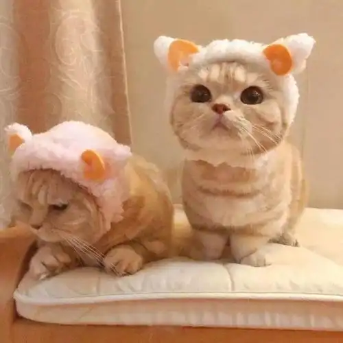 情侣头像_闺蜜头像_猫咪头像