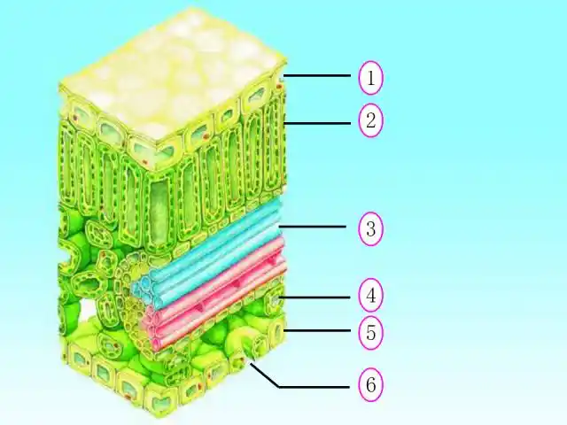 【每日一讲】初中生物:光合作用的场所