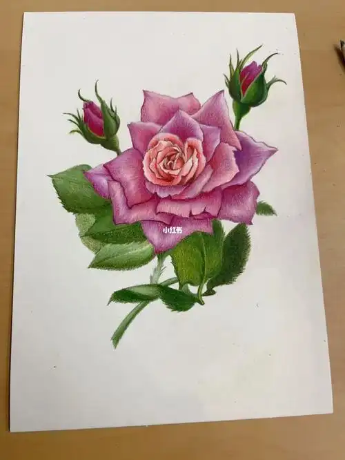 五年级彩铅素描课例