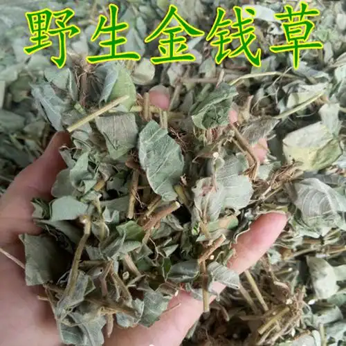 野生天然广大叶金钱草药铜钱草一串钱大金钱草铜钱草500克包邮