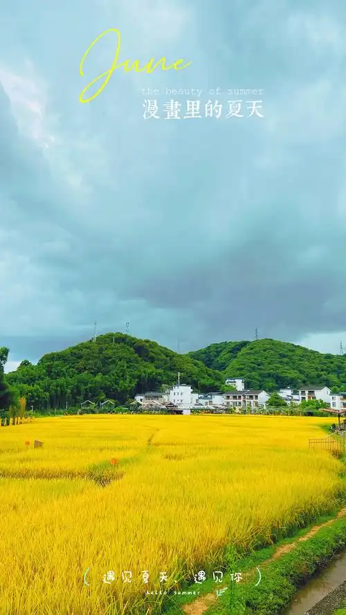 米埗稻田里的夏天