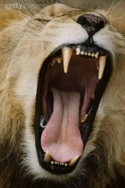 犬牙的基本解释