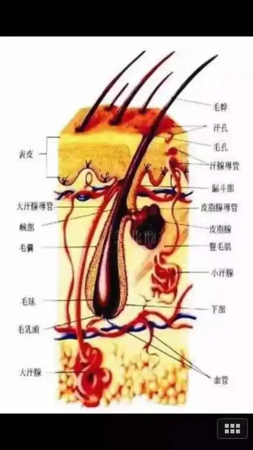 头皮健康护理知识 你重视了吗?