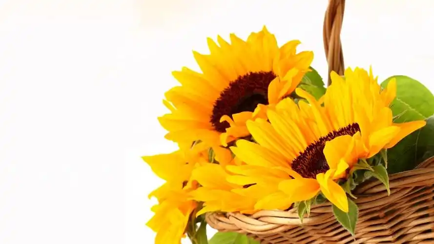 向日葵摄影图片壁纸大全 向日葵,黄色花朵,唯美图片,自然植物,花卉